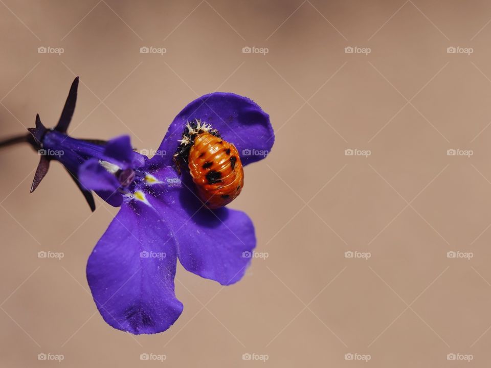 Ladybug pupa on flower