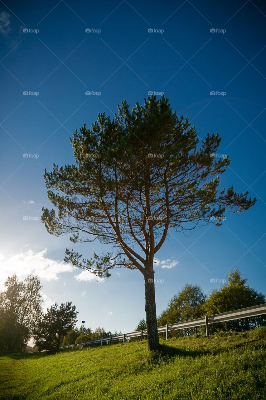 Tree, No Person, Landscape, Nature, Outdoors