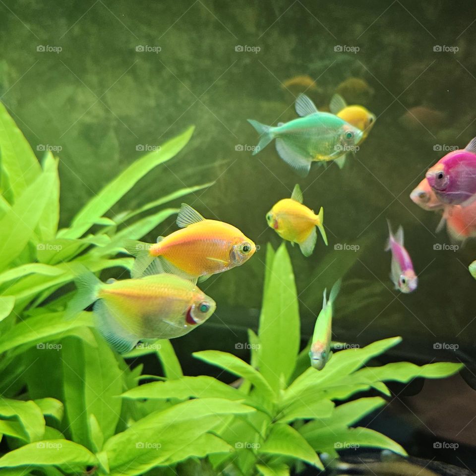 A Spectacle of Contrasting Colors