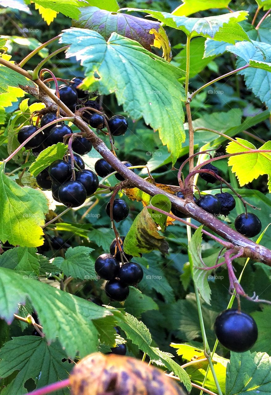 Black currant