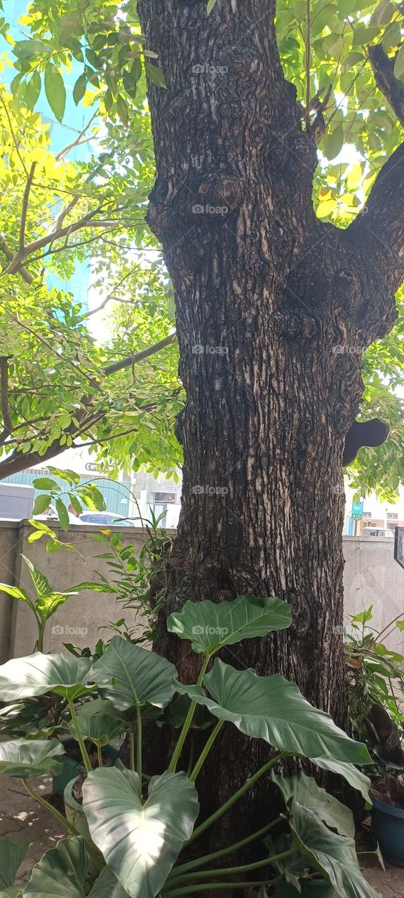 It is said that King Sri Wickramarajasinghe, the last king of Sri Lanka captured by the British, was tied to this tree while being taken to Goa, India.