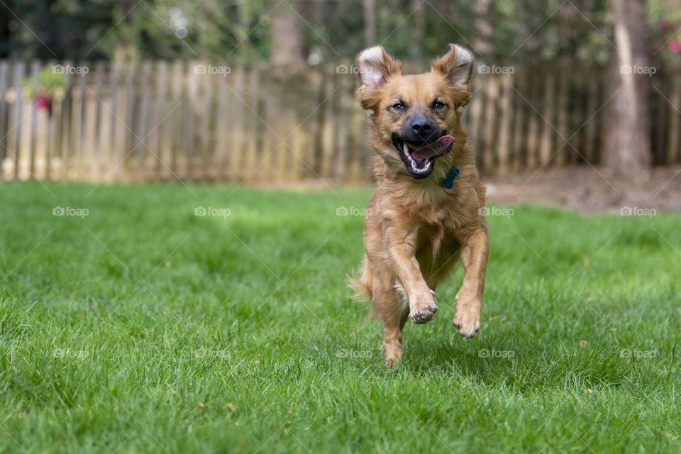 Running for Joy