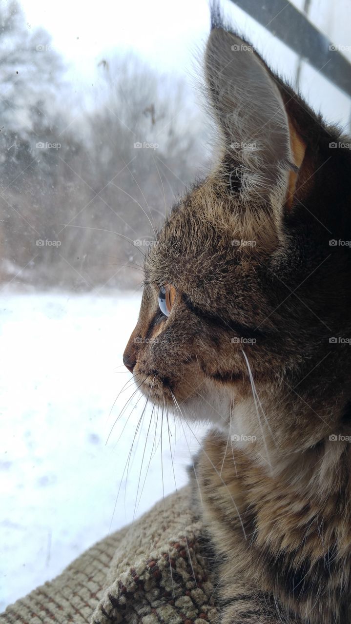 Winter Bird Watching