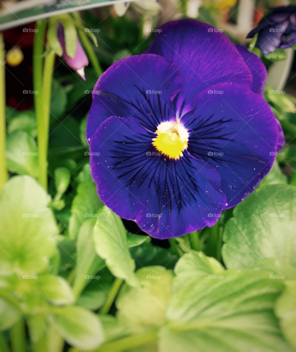 #flower #petals #colour #spring #closeup