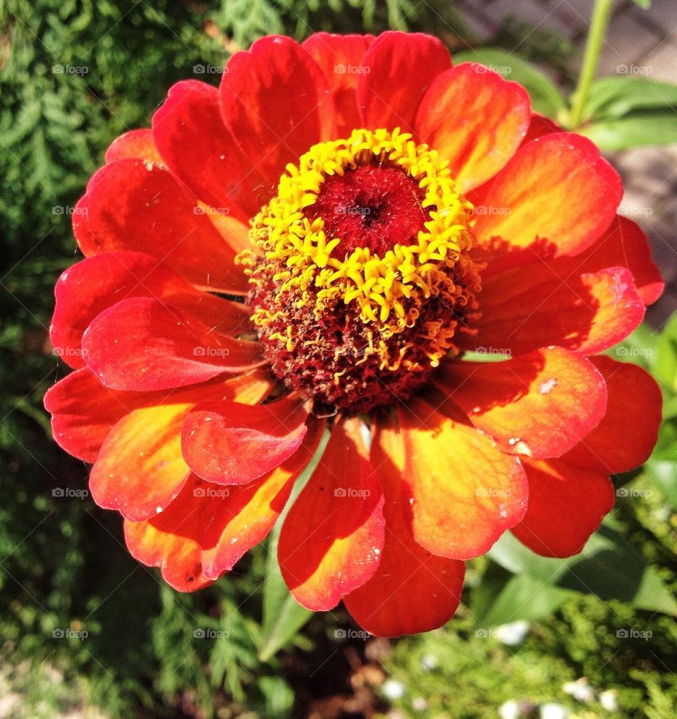 Close-up of red flower