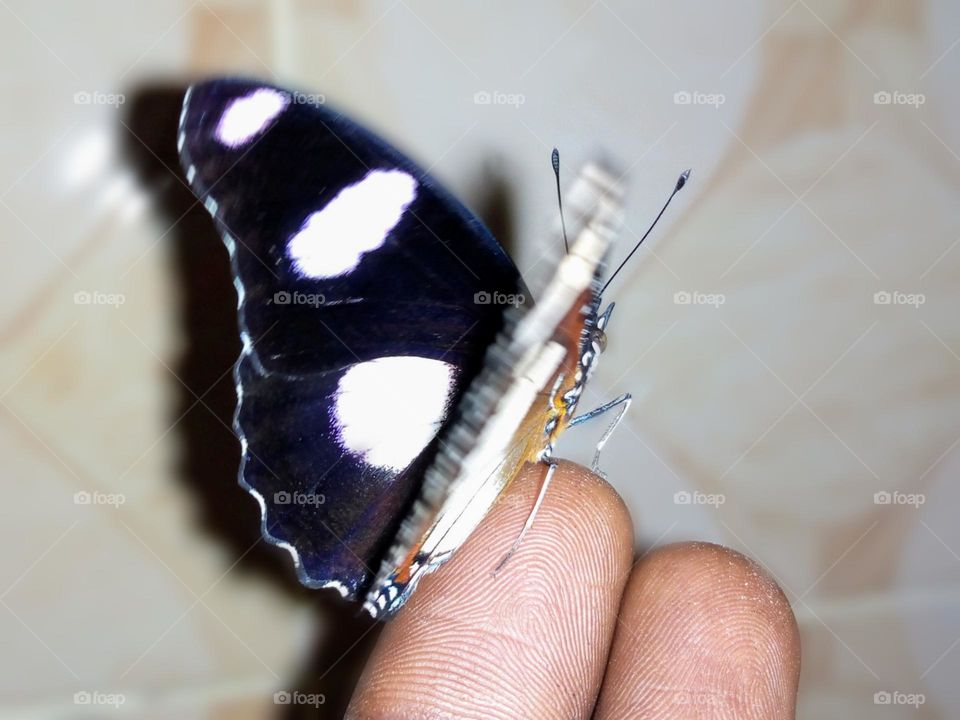 Butterfly on my hand: 
A raised Hypolimnas misippus male butterfly on my hand. A butterfly was raised from larvae 🦋