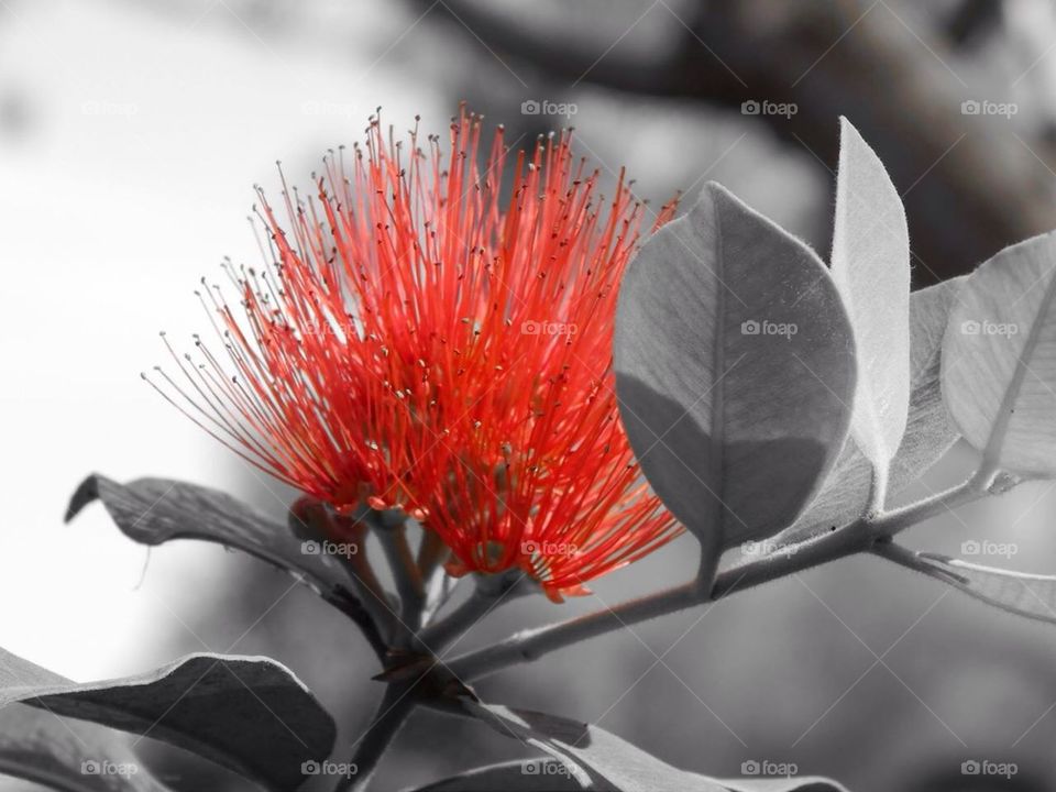 Red Spring Flower