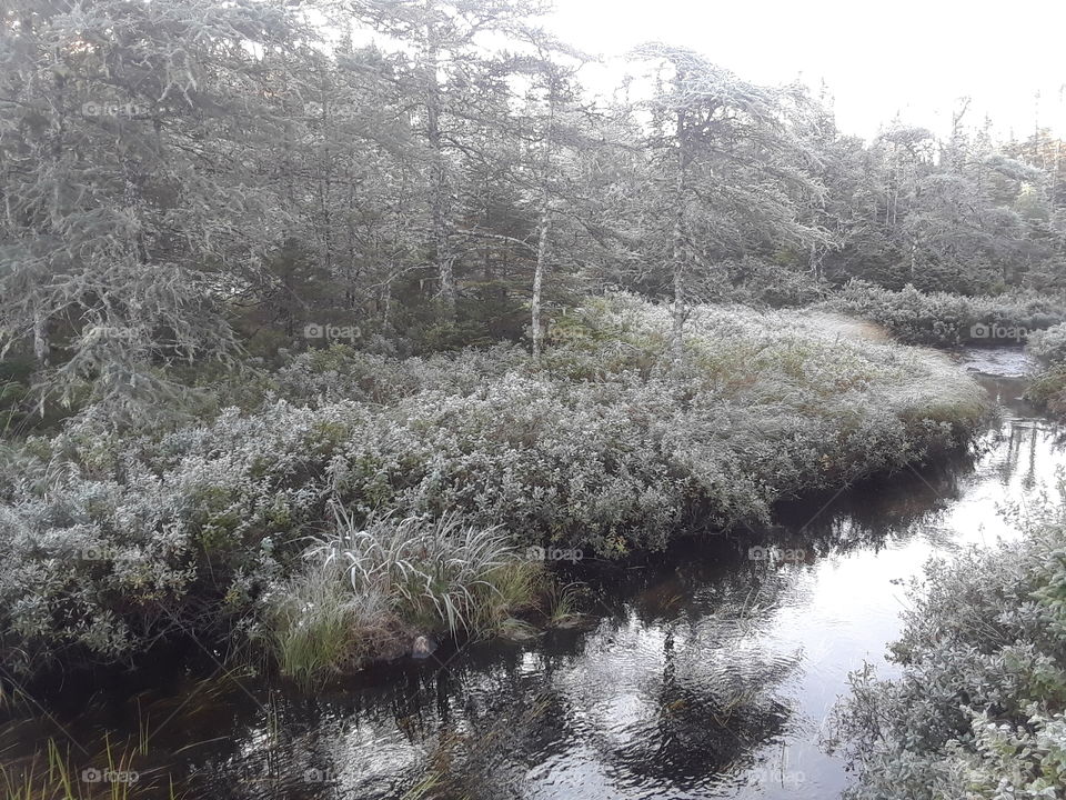 frost covered greenery and river