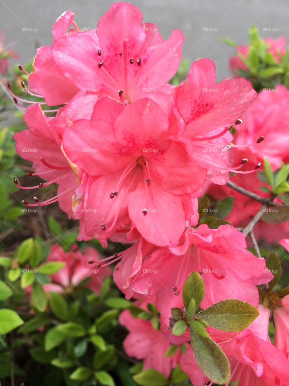 Peach azalea
