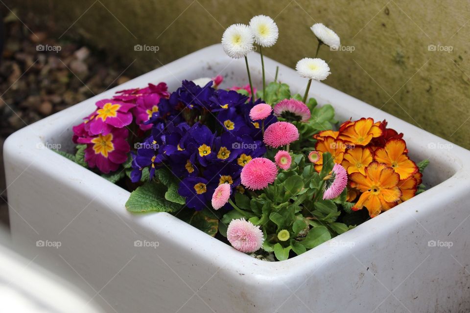 Colourful spring flowers in bloom