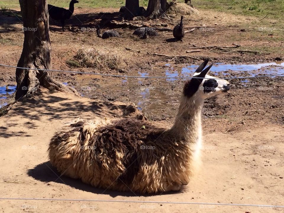 Lounging llama