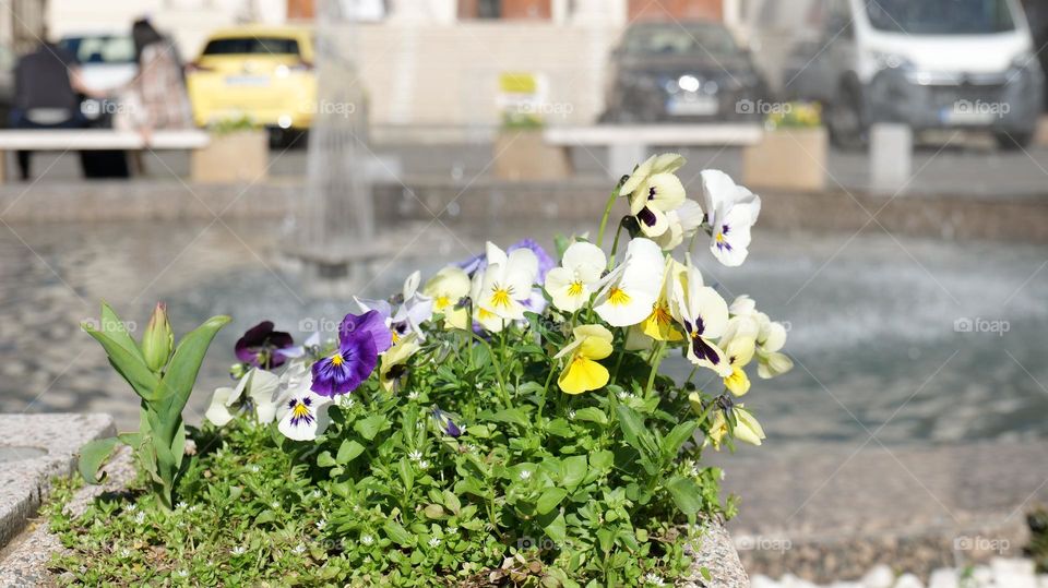 Flowers against fountain