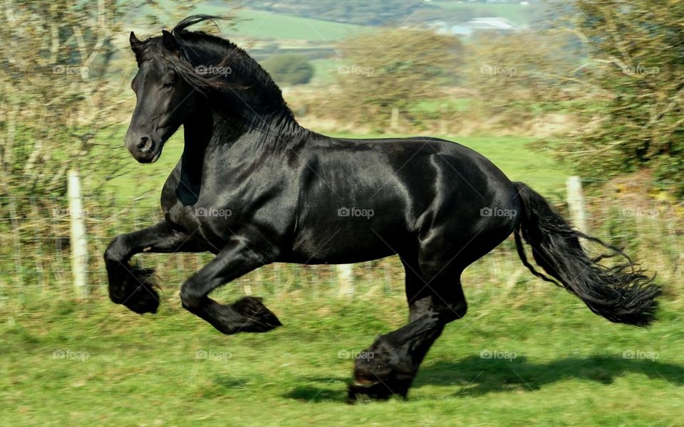 #lusitano #horse #pure #Portugal #contact me