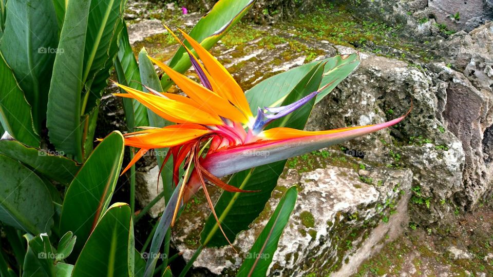 Strelitzia, the bird of paradise