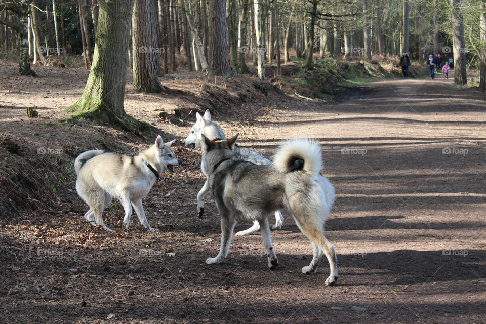 3 dogs playing outdoors