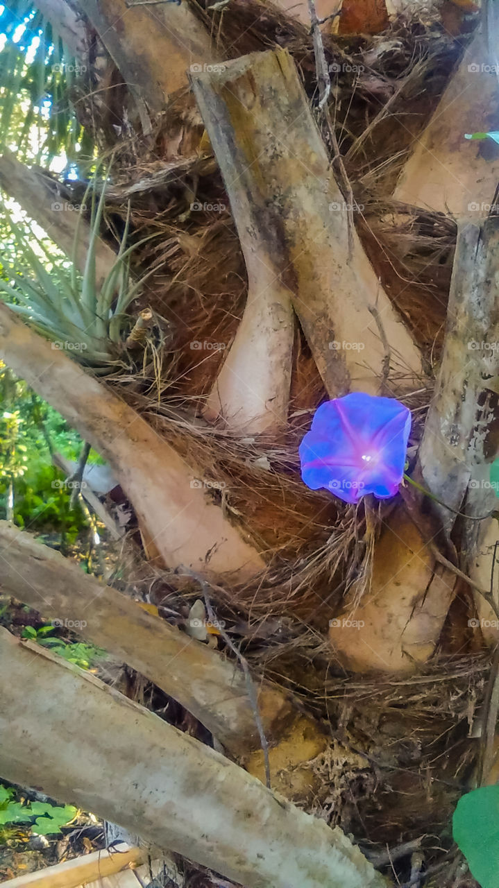 a small purple flower in bloom on the side of a tree.