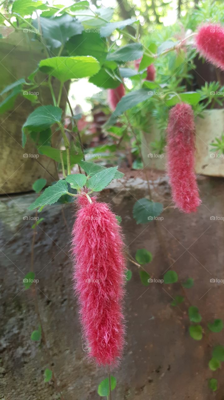 red colour flowers in the vas