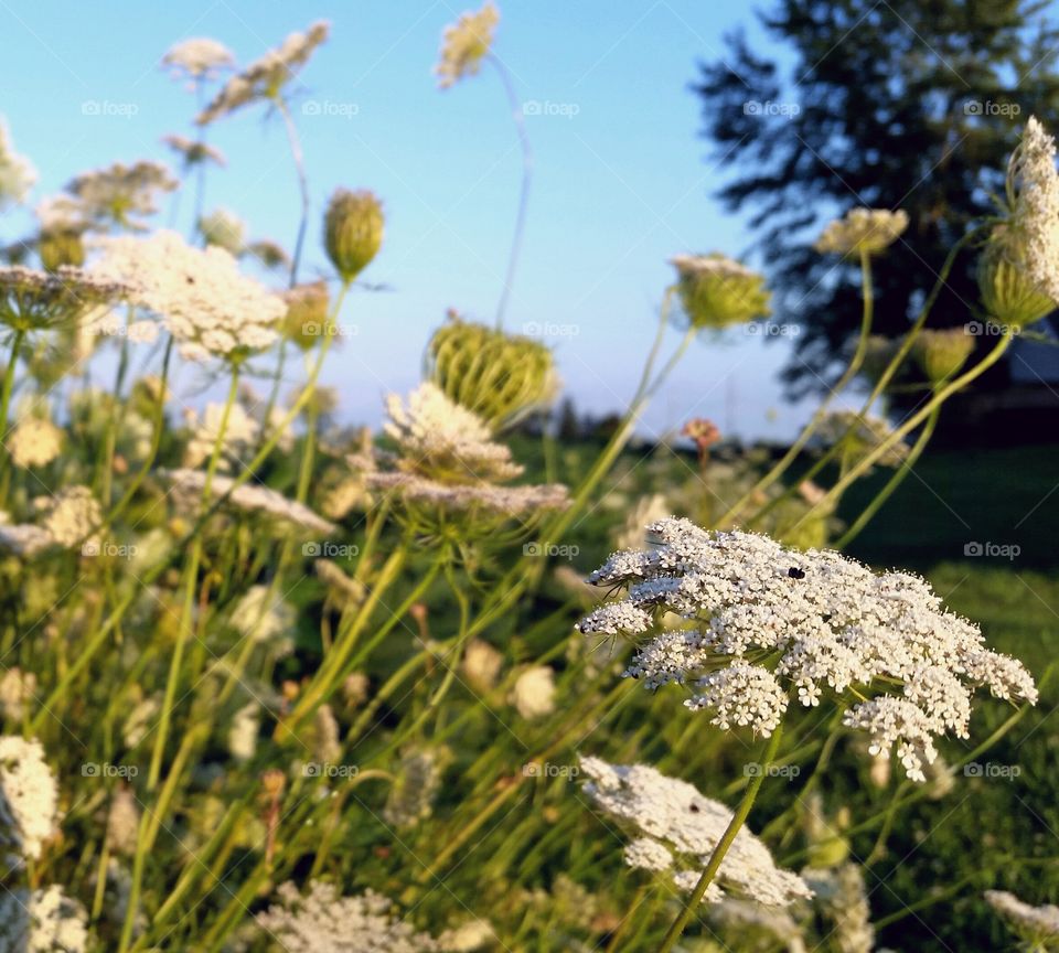 Wildflower field