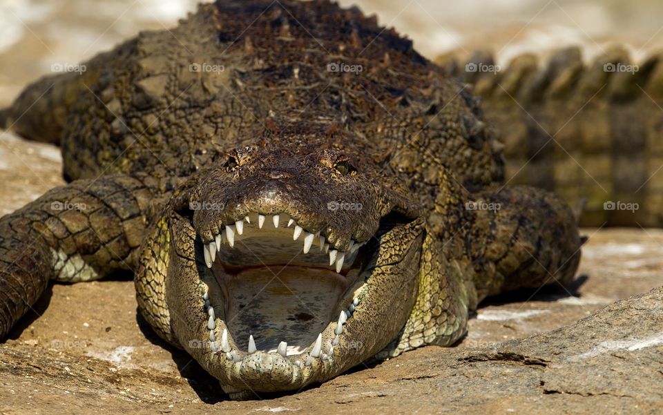 Wild crocodile 