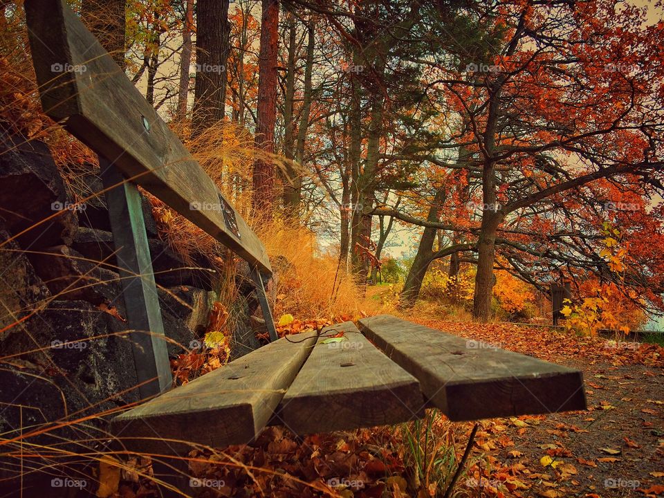 Empty bench in forest