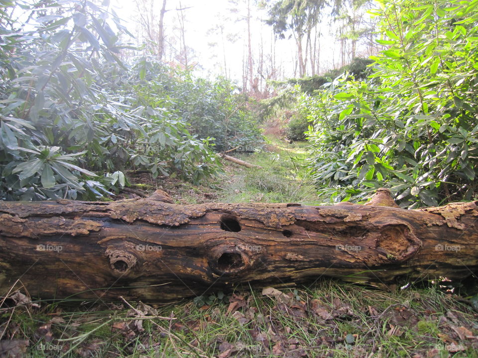 A Woodland Tree Trunk