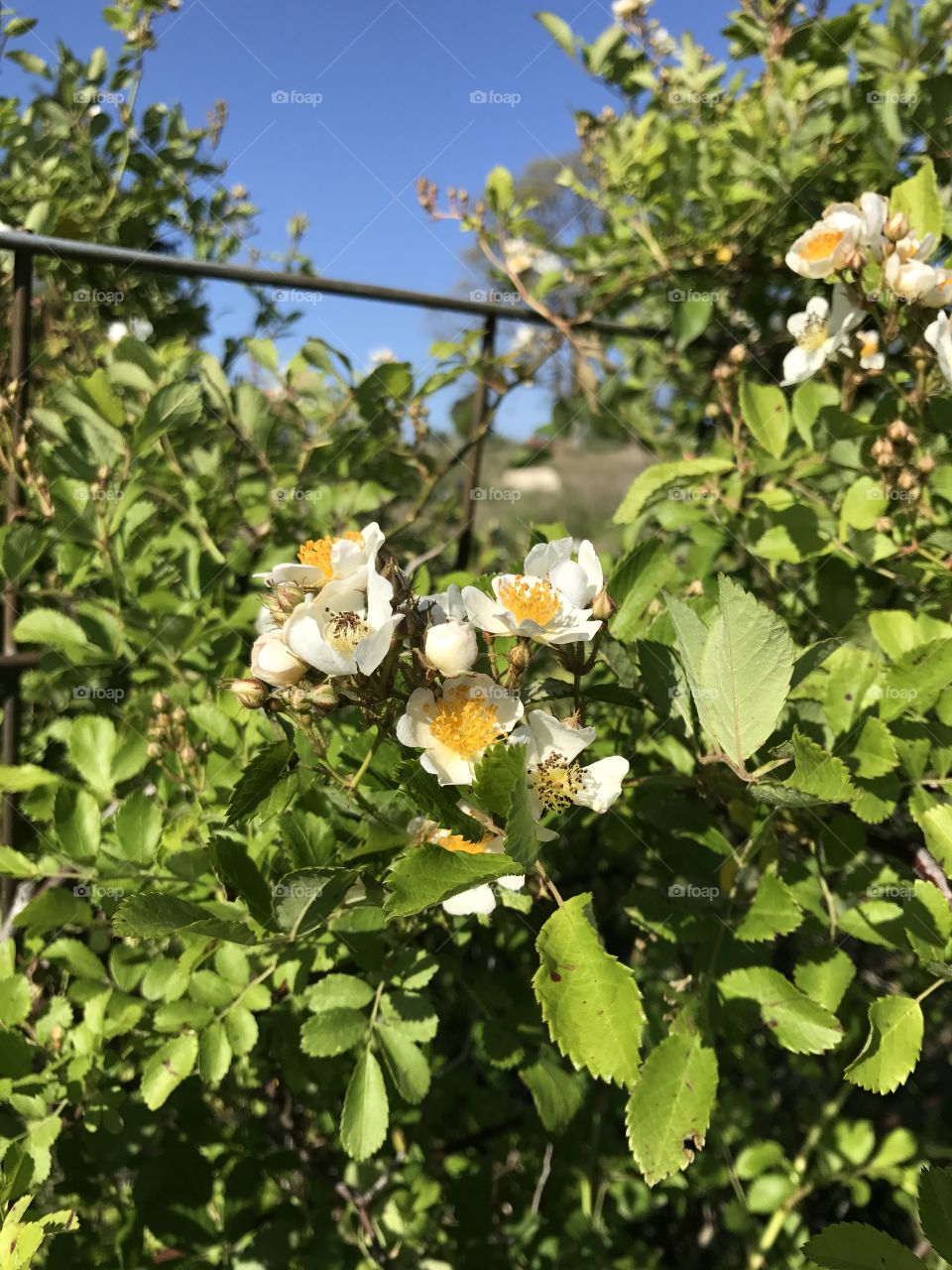 Spring Flowers - Wild Rose 