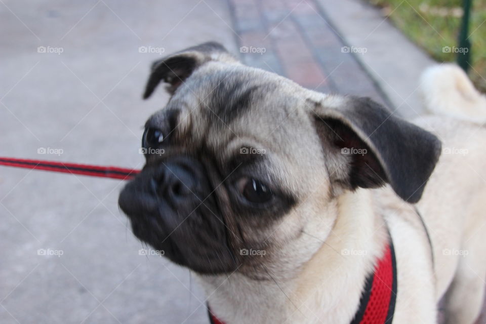 Cute pug 
