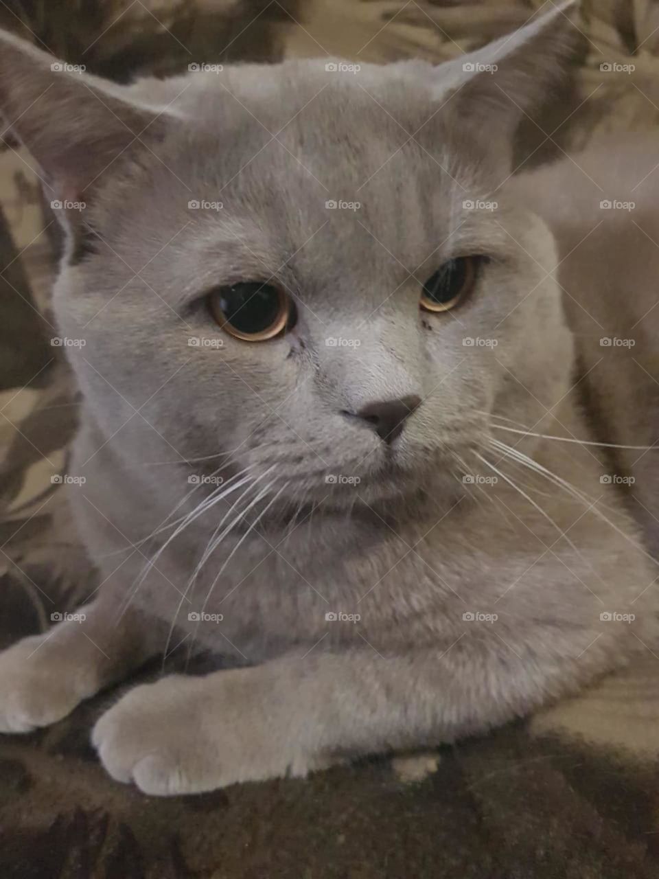 grey cat with yellow eyes
