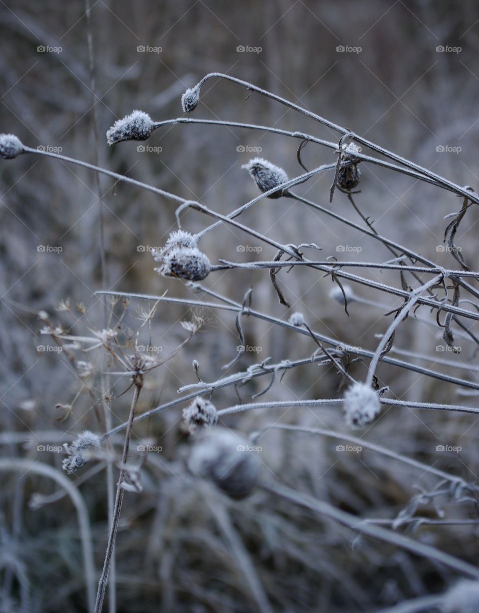 Frost flower