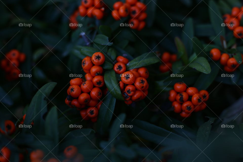green leaves in the forest