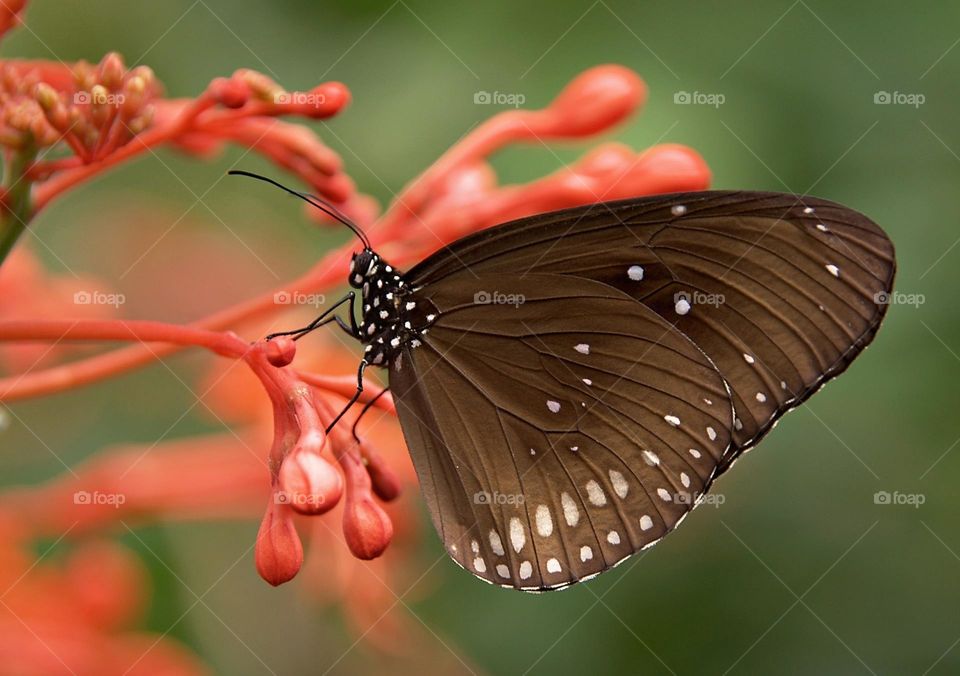 Euploea midamus, the blue spotted crow, is a butterfly found in India and South-East Asia that belongs to the crows and tigers, that is, the danaid group of the brush-footed butterflies family.