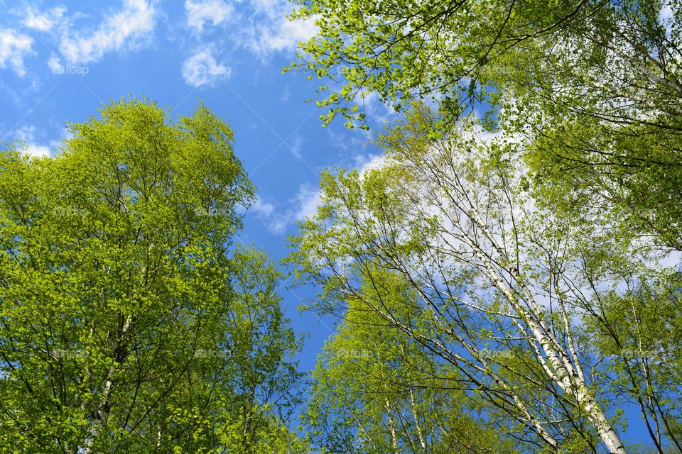 Tree, Leaf, Nature, Wood, Landscape