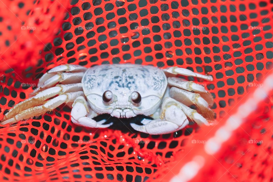 Ghost crab