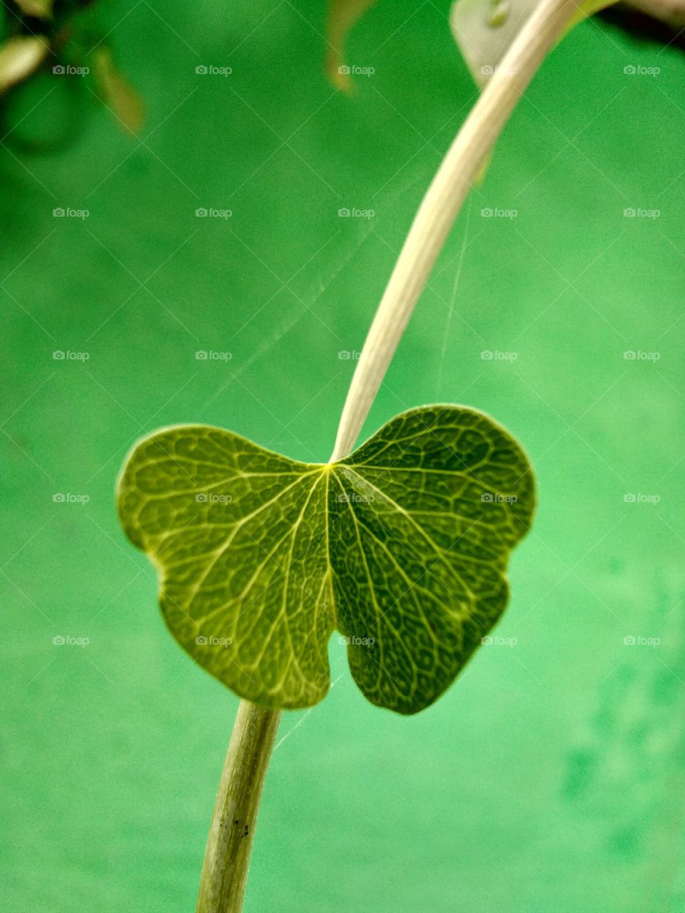leaf is show a betterfly....a green.
