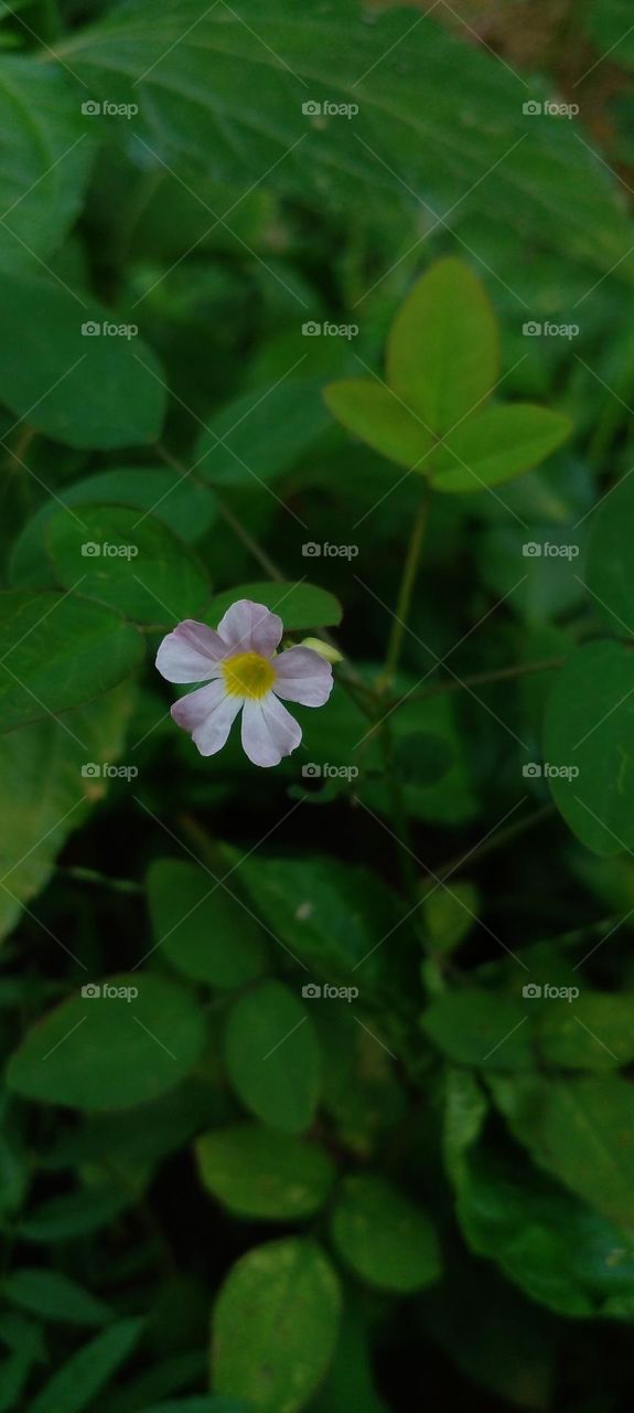 naturelove, flowers, beautiful, colorful, drak background, white, green