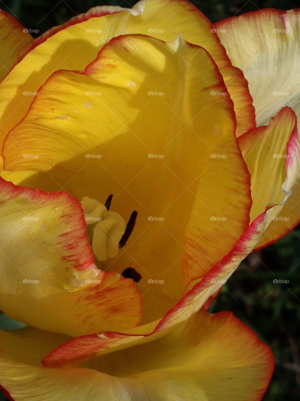 Mr Tulip. the yellow one