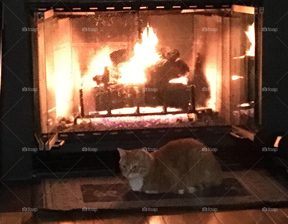 Cat in front of fire 
