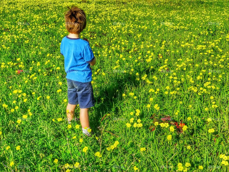 Little Piece Of Heaven. Young Boy Standing In A Springtime Field Of Yellow Wildflowers
