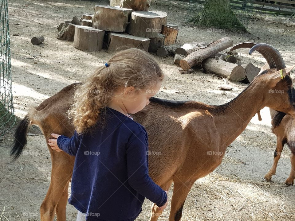 a little girl strokers a goat