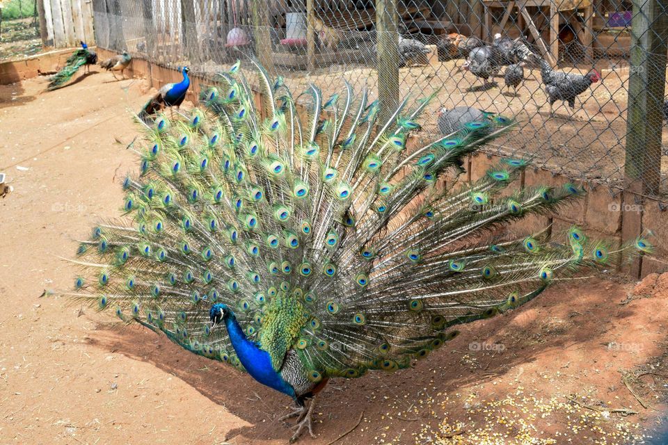 Peacock