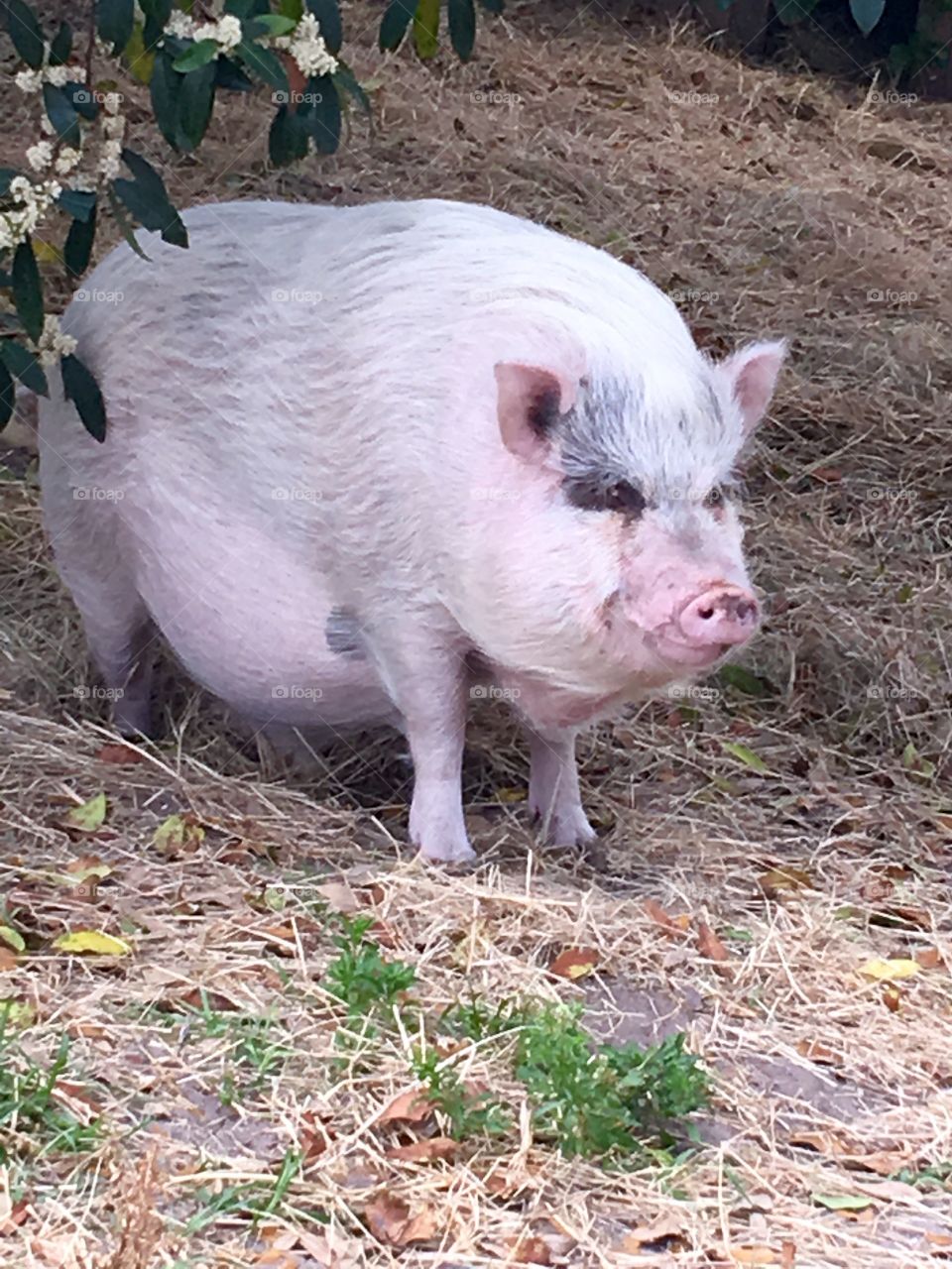 Pig 