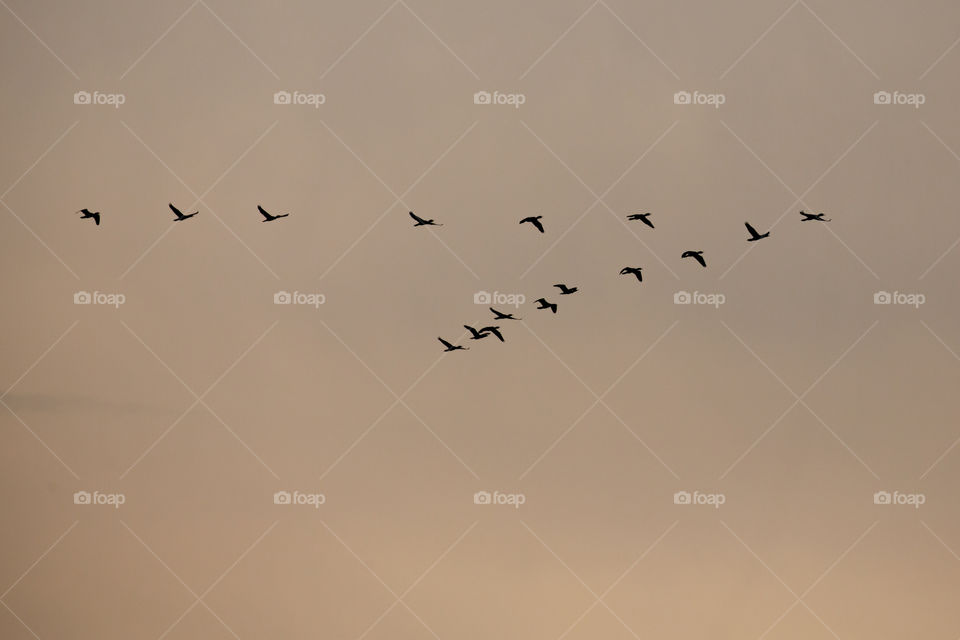 birds migrate home
