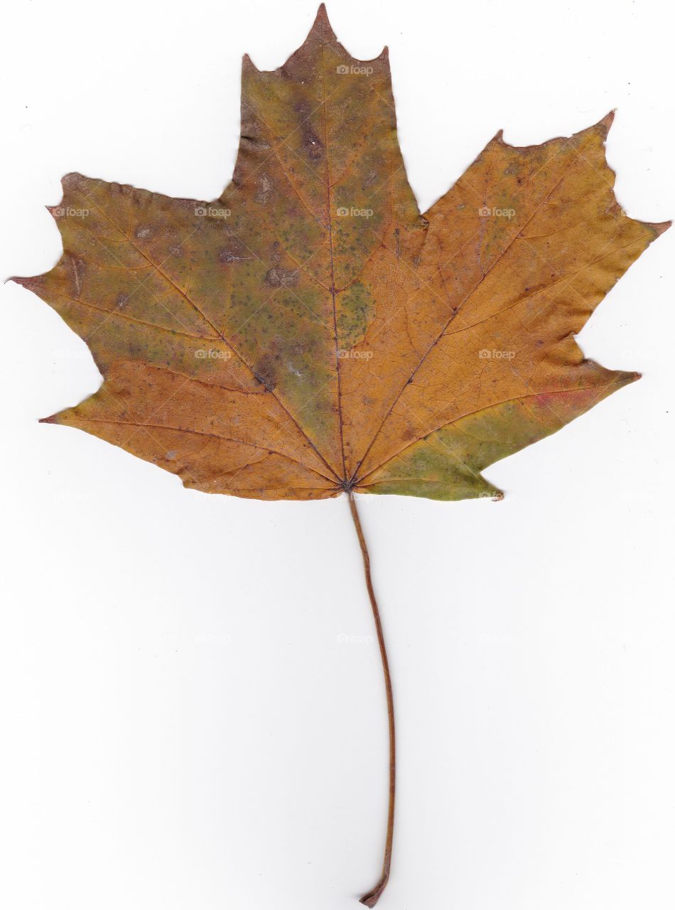 autumn leaf