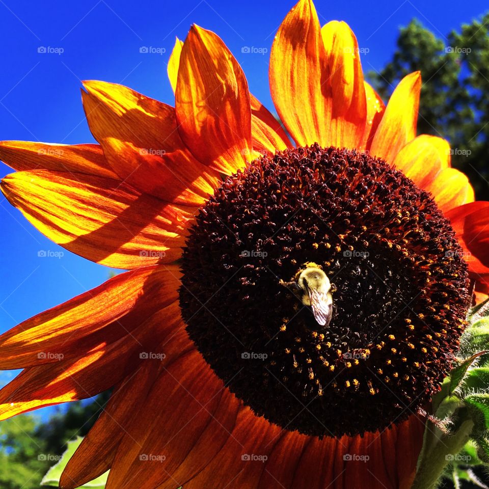 Flower and bee