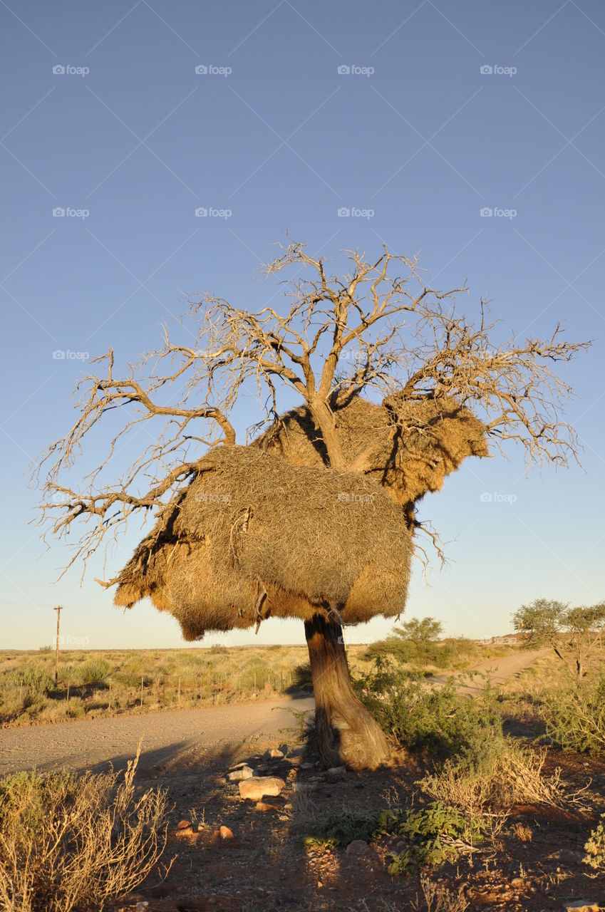 Sociable weaver nest
