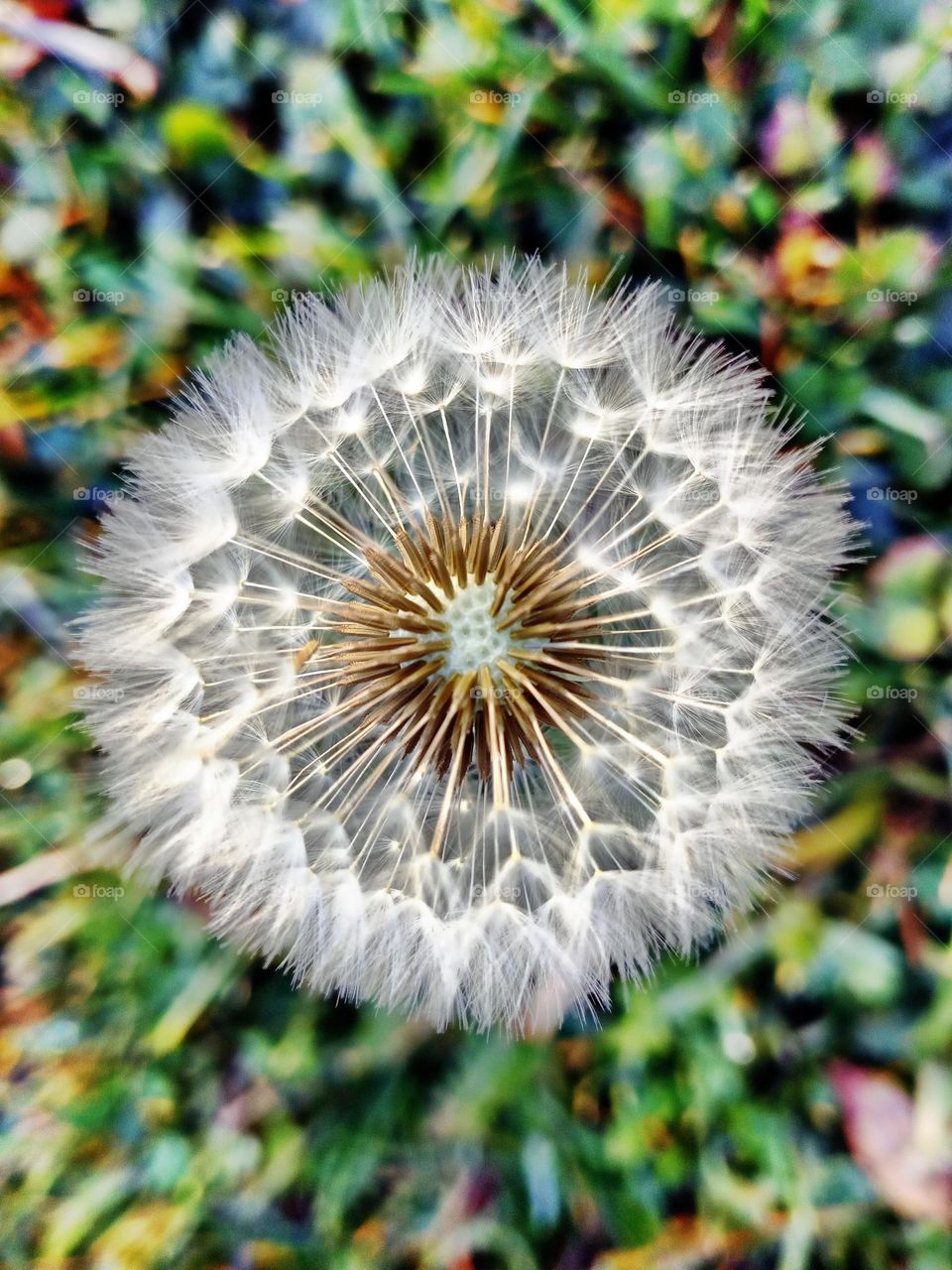 overhead shot of a have blown away dandelion in a multicolored field background