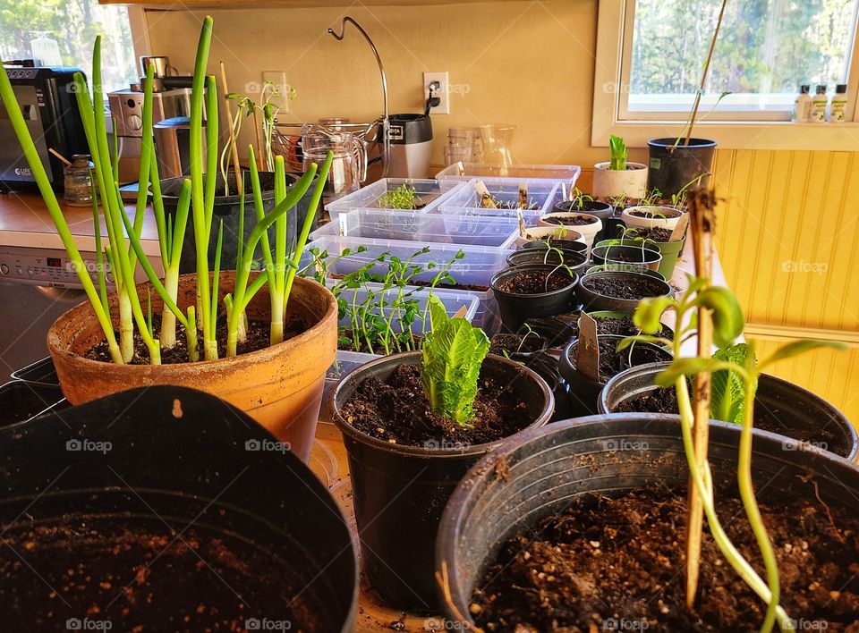 Starting garden plants inside