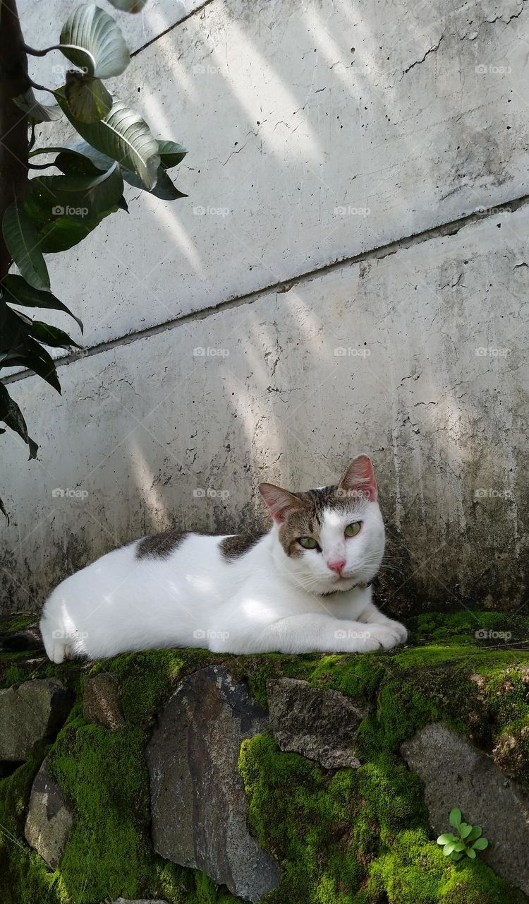 Cat sitting on Concrett wall
