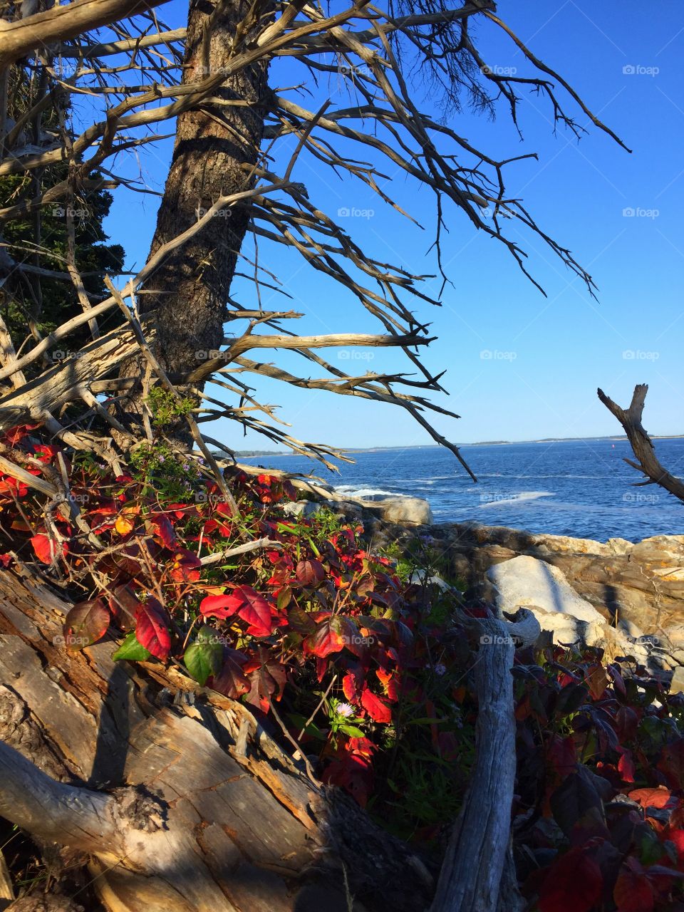 Seaside autumn ivy
