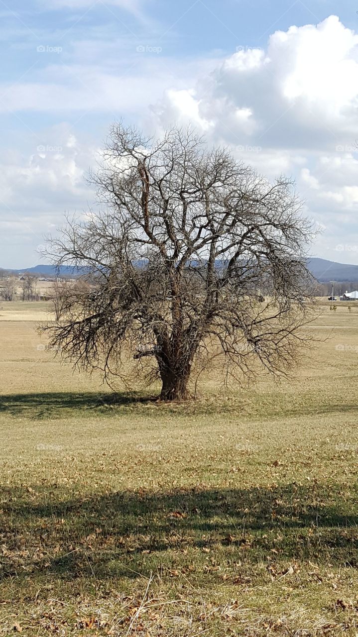 Tree Of Death